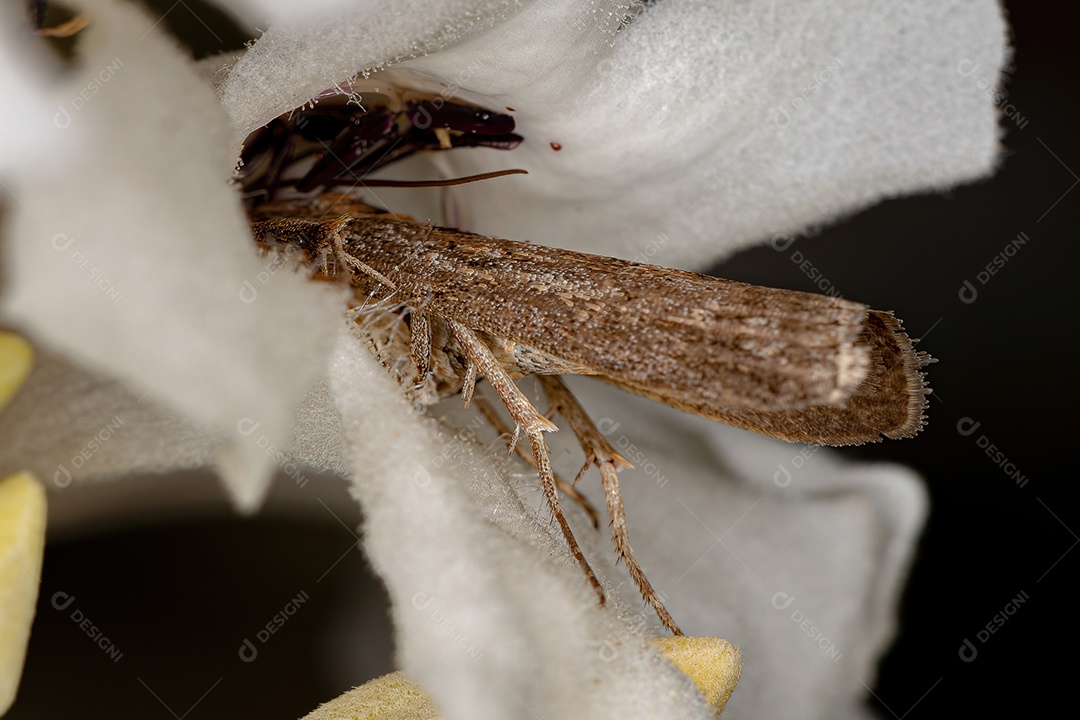 Inseto mariposa adulto da ordem lepidoptera