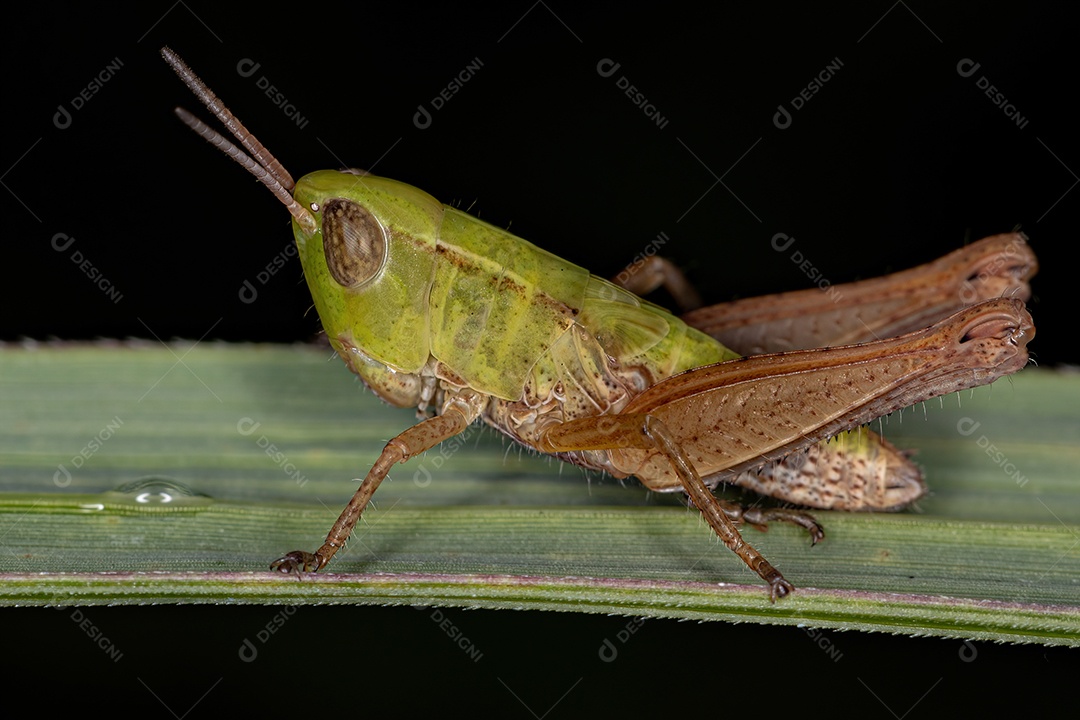 Ninfa de gafanhoto de chifre curto da família Acrididae