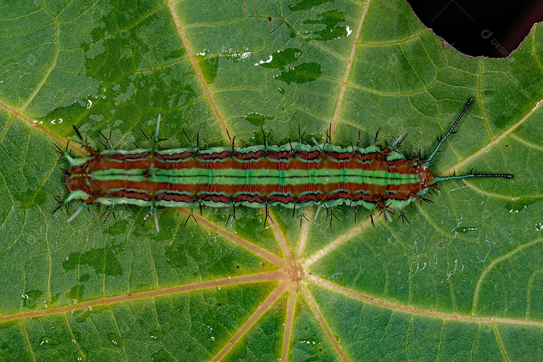 Starry Night Cracker lagarta borboleta da espécie Hamadryas laodamia