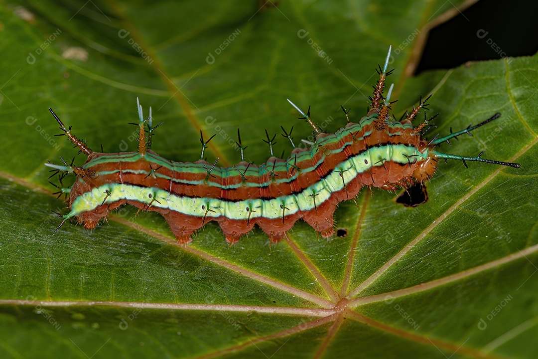 Starry Night Cracker lagarta borboleta da espécie Hamadryas laodamia