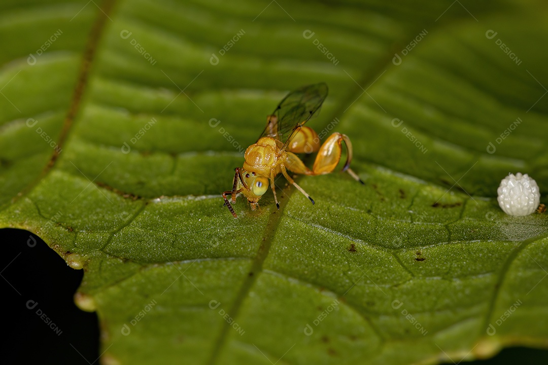 Vespa calcidóide adulta da família Chalcididae