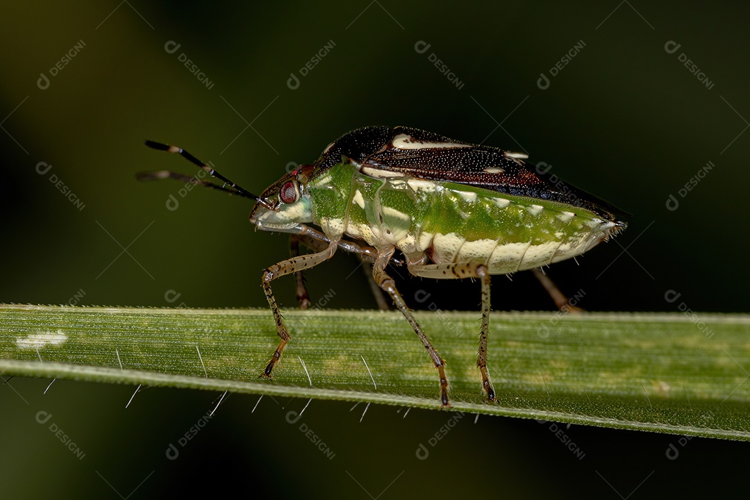 Percevejo adulto do gênero Mormidea