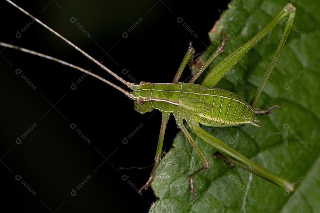 Faneropterina Katydid adulta da tribo Aniarellini