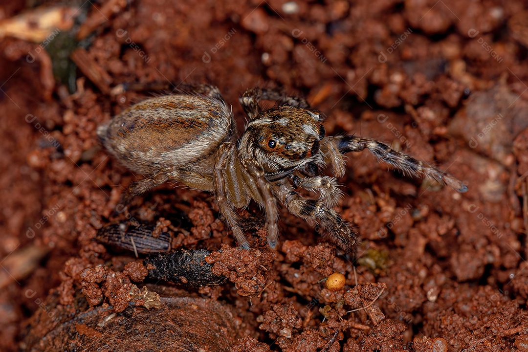 Pequena aranha saltadora macho do gênero Freya