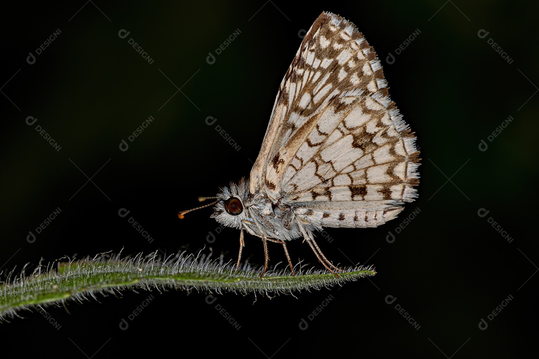 Inseto mariposa adulto Orcus Checkered-Skipper da espécie Burnsius orcus