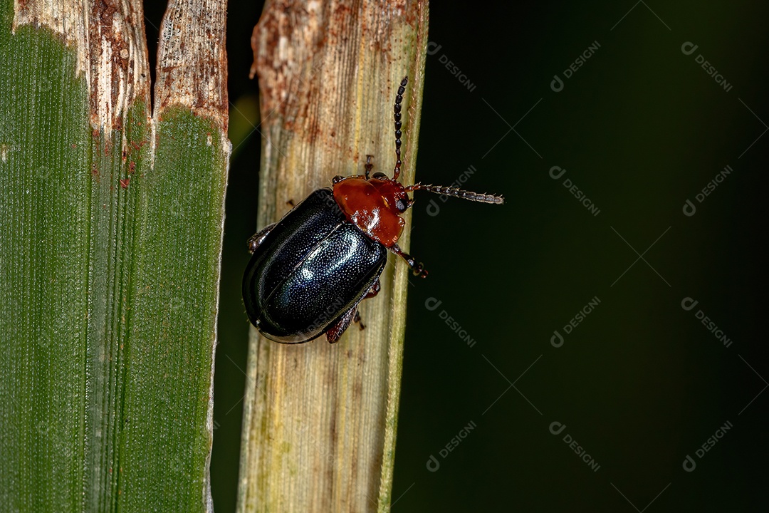 Besouro pulga adulto da tribo Alticini