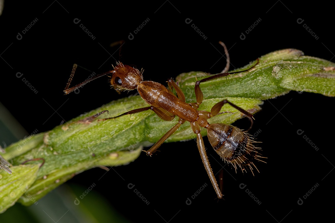 Formiga carpinteira fêmea adulta do gênero Camponotus