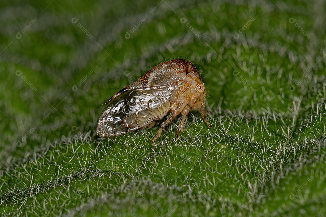 Búfalo adulto Treehopper da tribo Ceresini