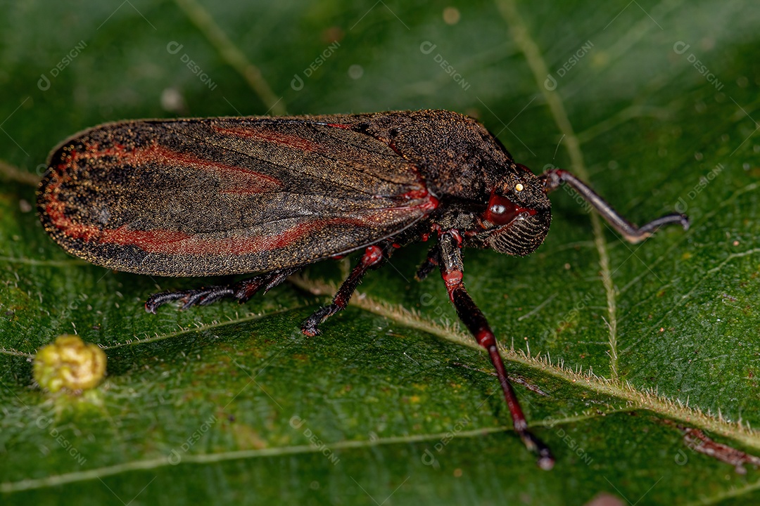 Cigarrinha adulta Inseto da família Cercopidae