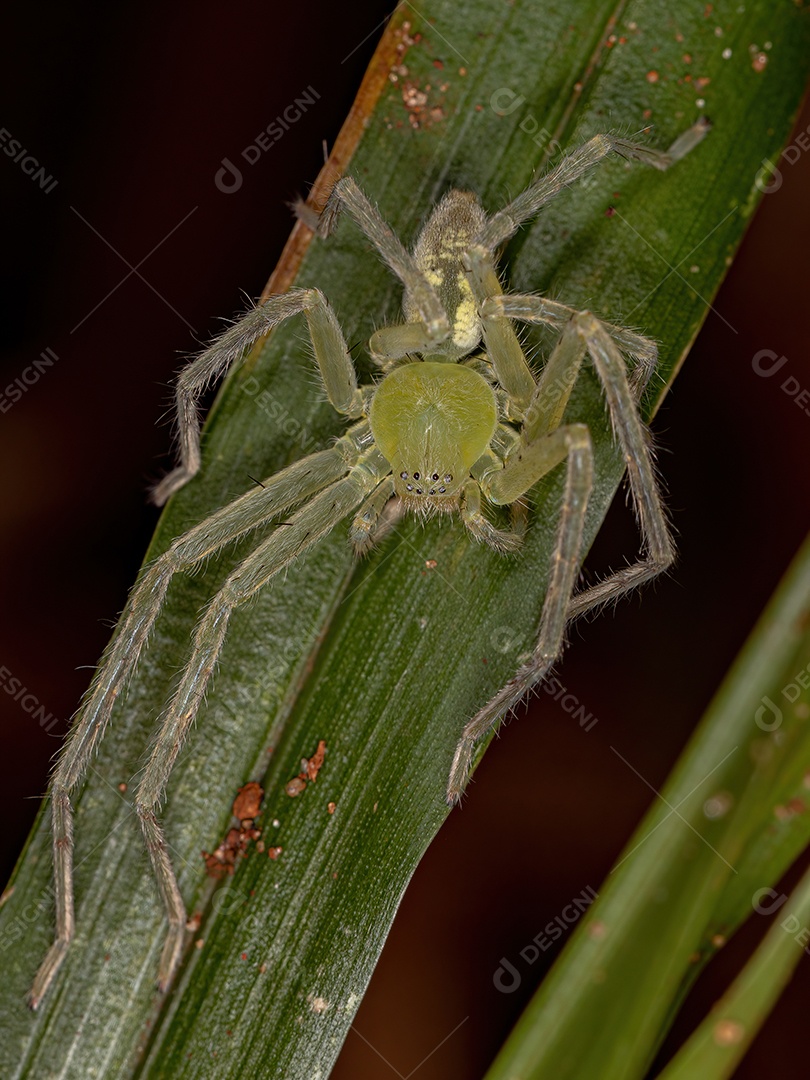 Aranha Caçadora Verde da espécie Família Sparassidae