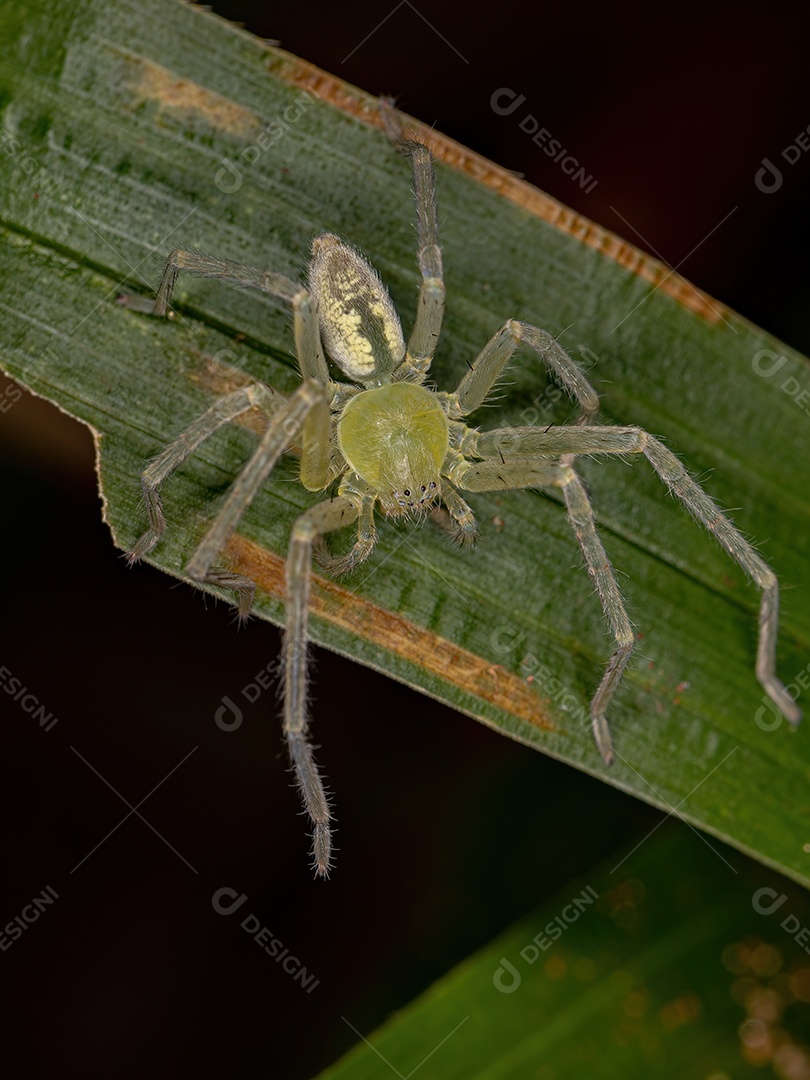 Aranha Caçadora Verde da espécie Família Sparassidae