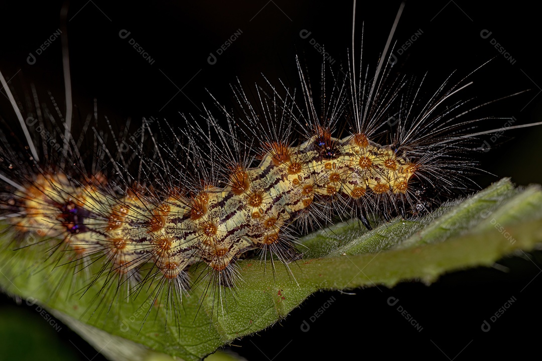 Lagarta da Mariposa Tigre da Tribo Arctiini