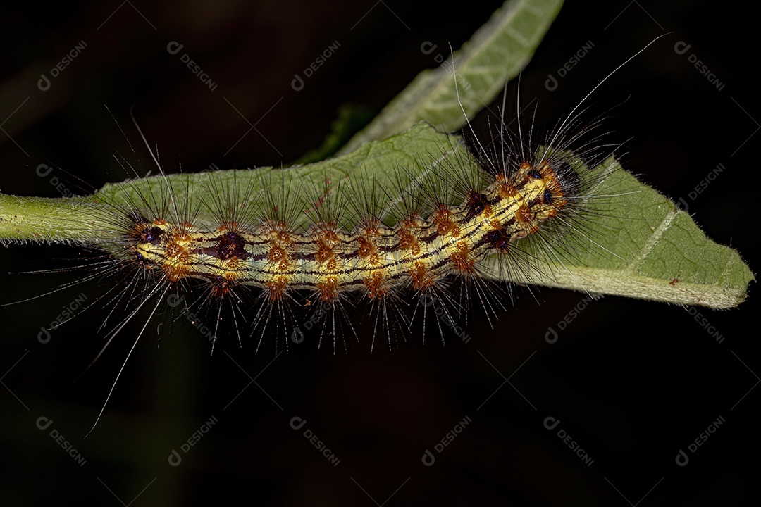 Lagarta da Mariposa Tigre da Tribo Arctiini