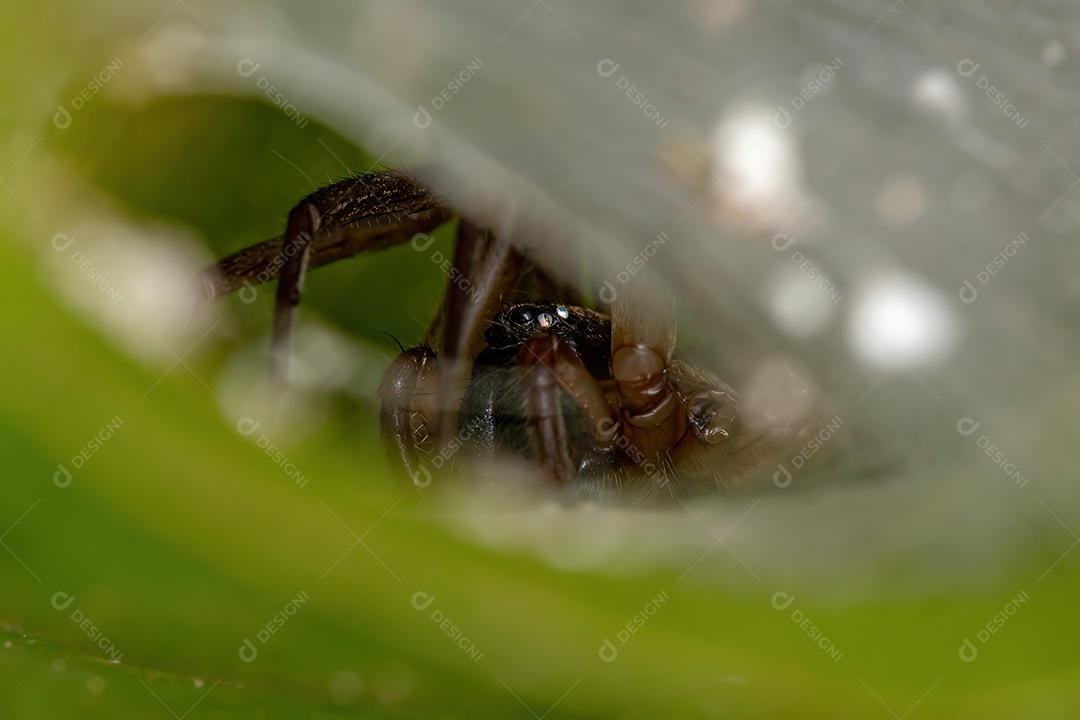 Aranha Araneóide adulta da superfamília Araneoidea escondida em uma estrutura de seda