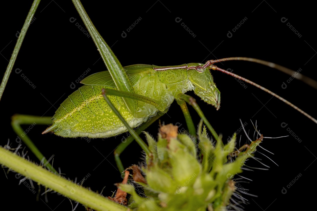 Faneropterina Katydid adulta da tribo Aniarellini