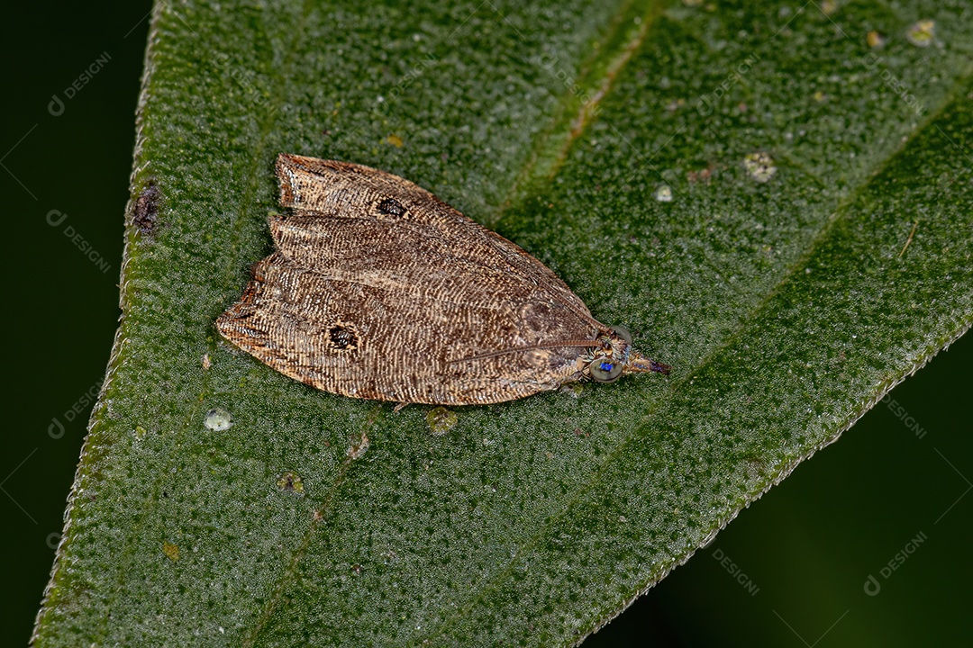 Mariposa Oletreutina adulta do gênero Cosmorrhyncha