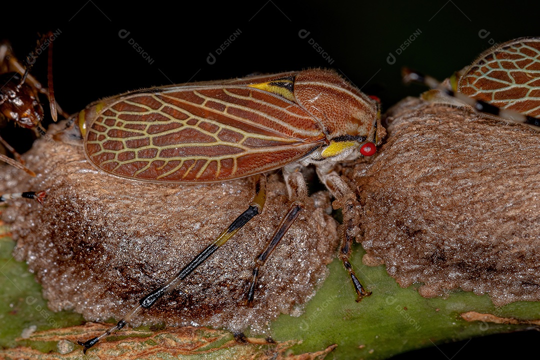 Aetalionid Treehopper adulto da espécie Aetalion reticulatum
