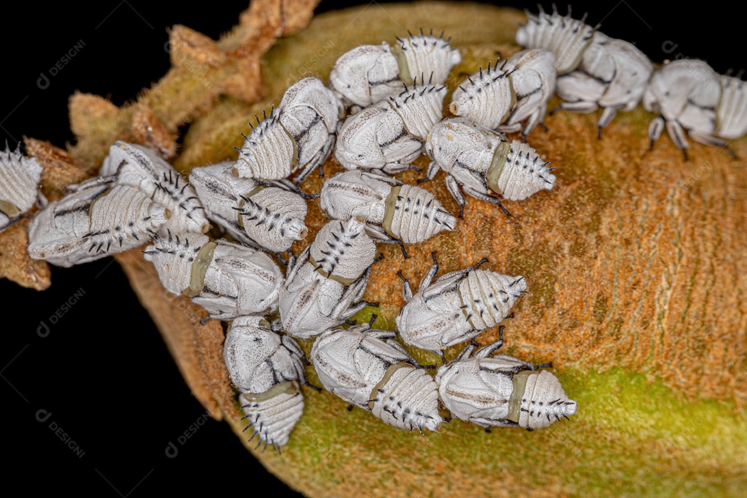 Ninfas típicas de Treehoppers da Família Membracidae