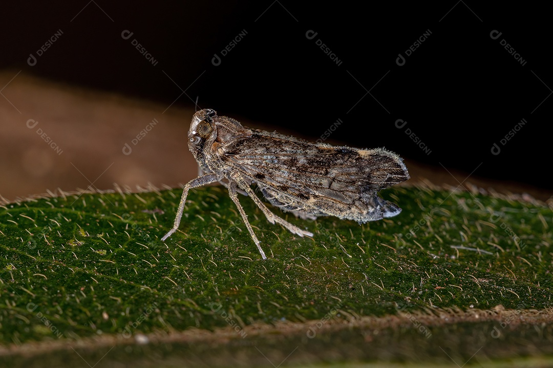 Formiga-tartaruga adulta do gênero Cephalotes