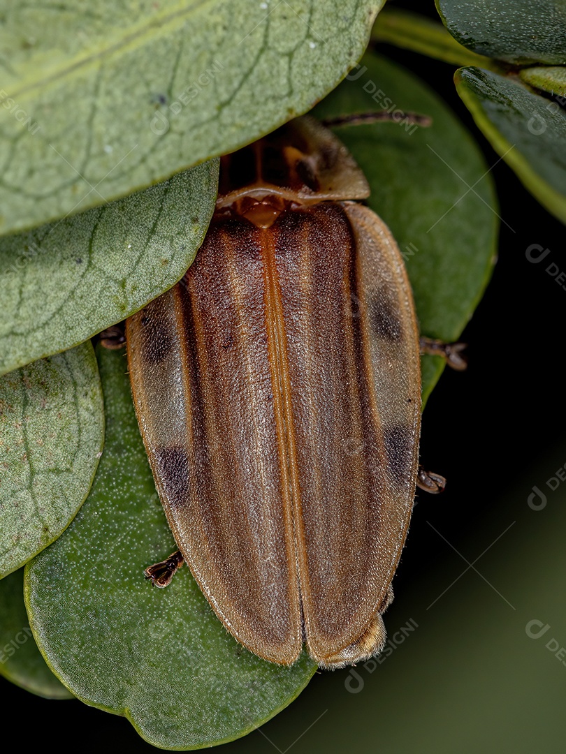 Besouro vagalume adulto da tribo Cratomorphini