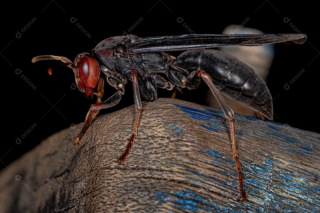 Vespa de papel guarda-chuva adulta do gênero Polistes