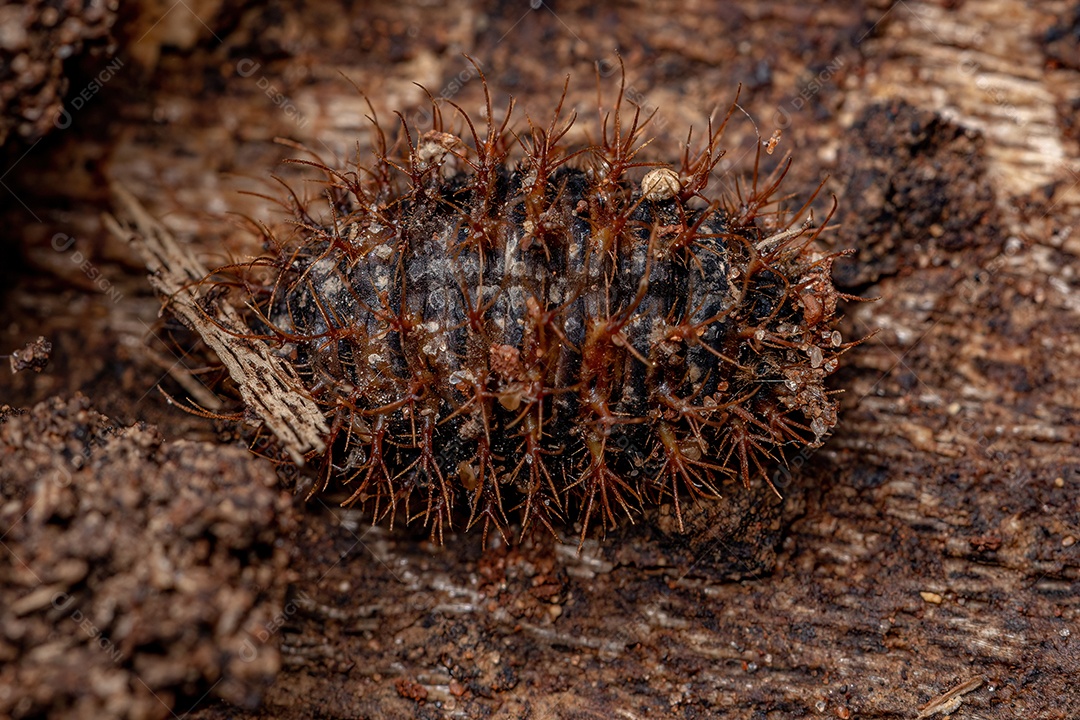 Agradável fungo besouro larvas do gênero aegithus