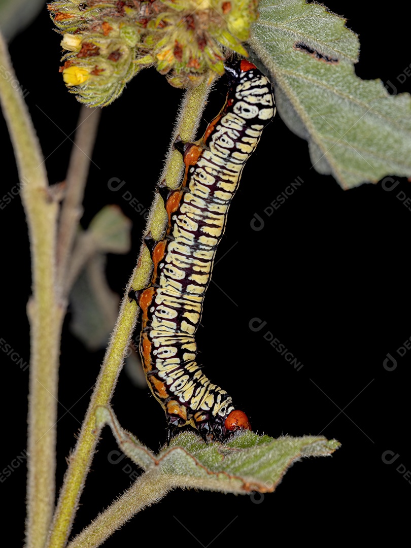 Traça Hieroglífica Lagarta da espécie Diphthera festiva