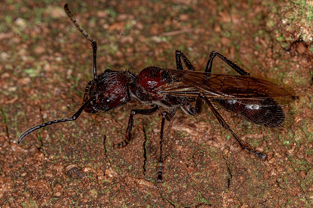 Formiga-mandíbula adulta do gênero Odontomachus