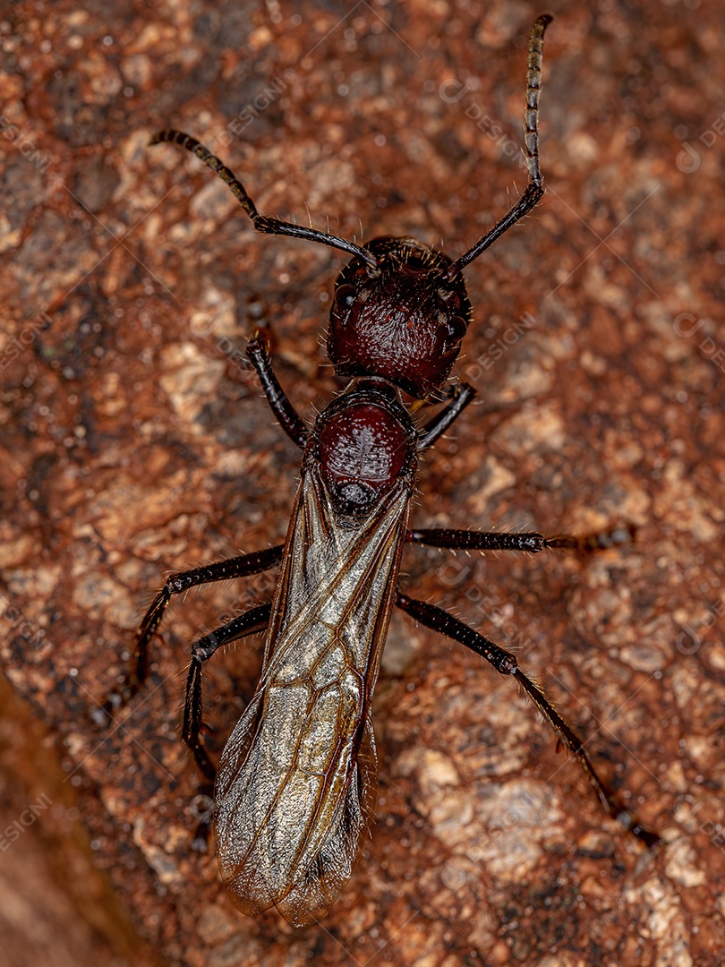 Formiga-mandíbula adulta do gênero Odontomachus