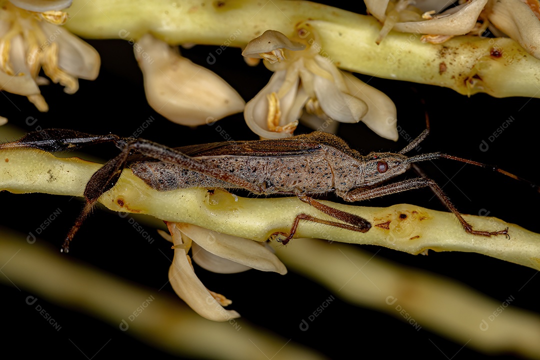 Inseto sobre folhas verde floresta