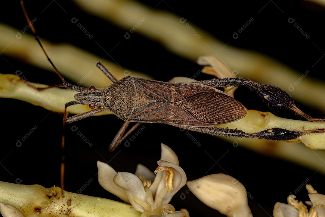 Inseto adulto do gênero Chariesterus