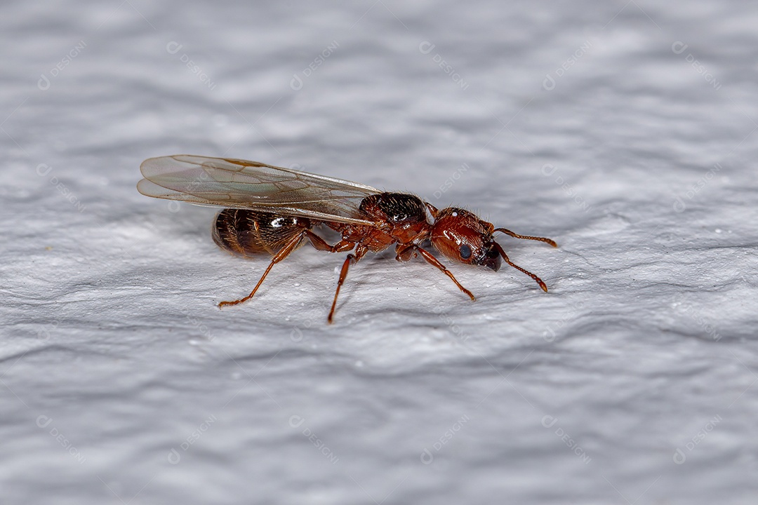 Formiga Cabeçuda Fêmea Adulta Rainha do Gênero Pheidole