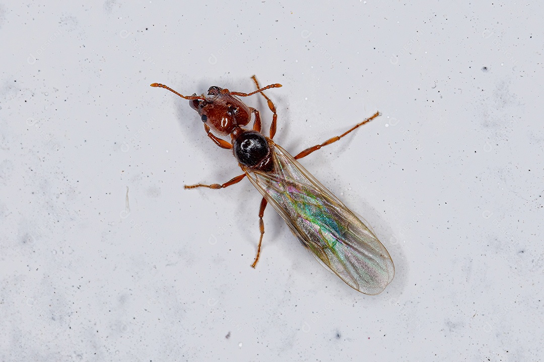 Formiga Cabeçuda Fêmea Adulta Rainha do Gênero Pheidole