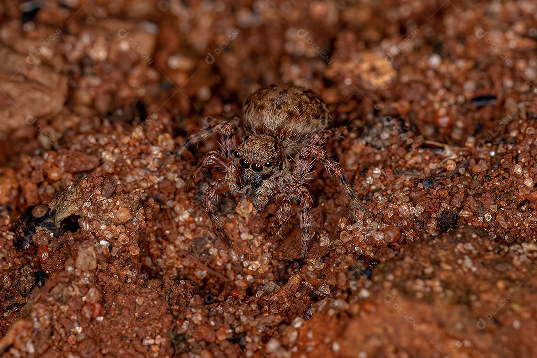 Pequena aranha saltadora da espécie Marma nigritarsis