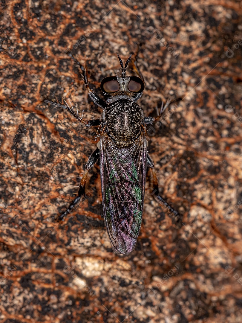 Vespa de papel adulta do gênero Metapolybia