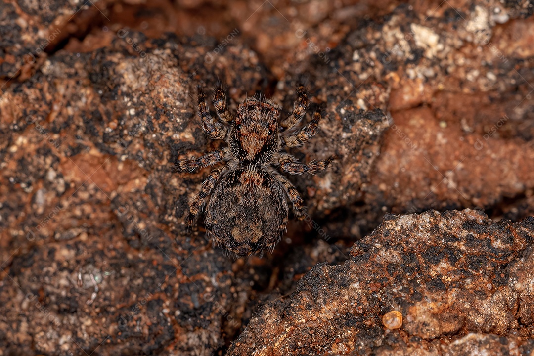 Pequena aranha saltadora de parede cinzenta macho da espécie Menemerus bivittatus