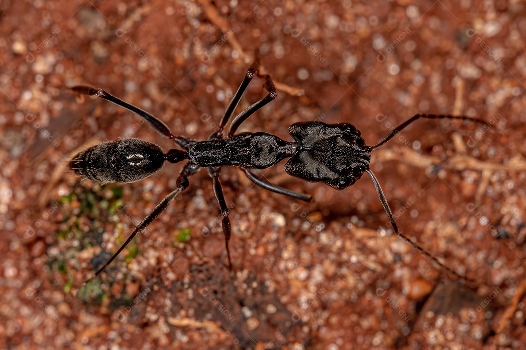 Formiga-mandíbula adulta do gênero Odontomachus