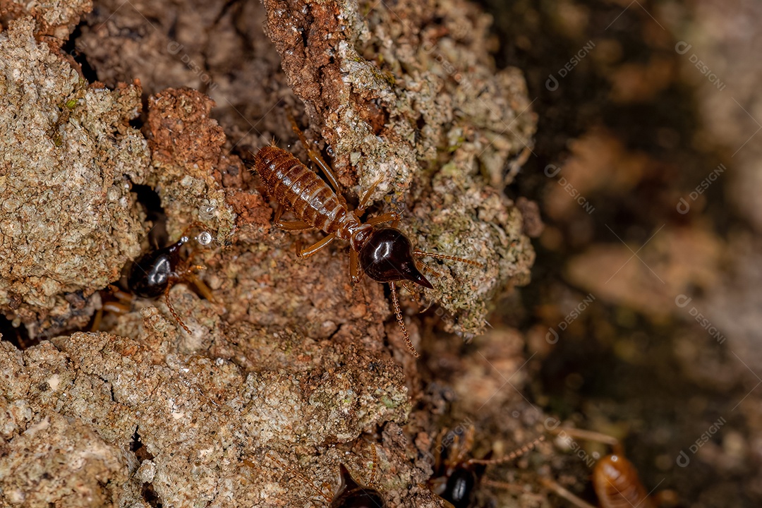 Cupins Nasute adultos do gênero Nasutitermes