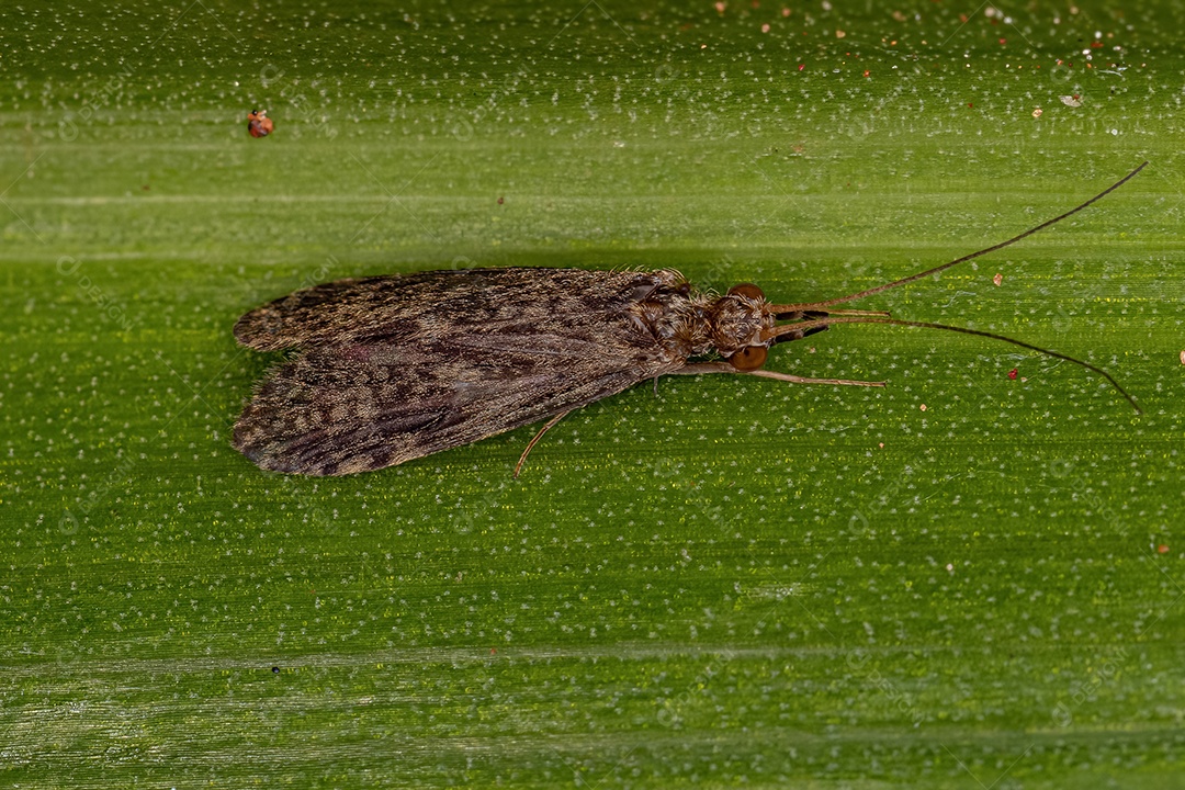 Caddisfly adulto Inseto do gênero Chimarra