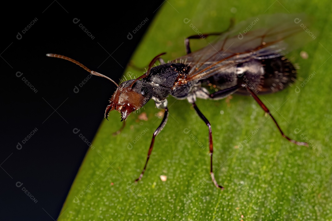 Formiga Rainha Carpinteira Fêmea adulta do gênero Camponotus
