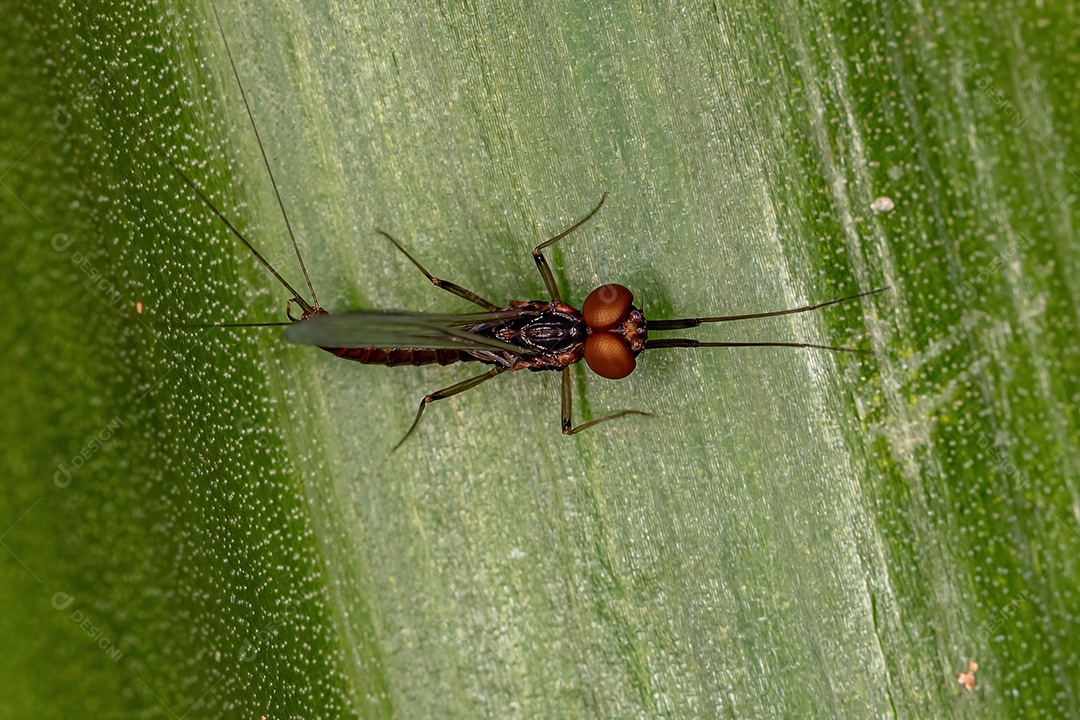 Efemérida macho adulto da família Leptophlebiidae