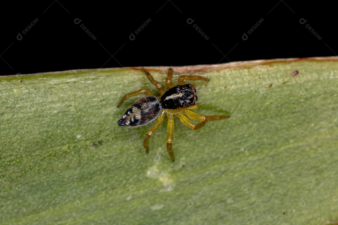 Pequena Aranha Saltadora do Gênero Frigga