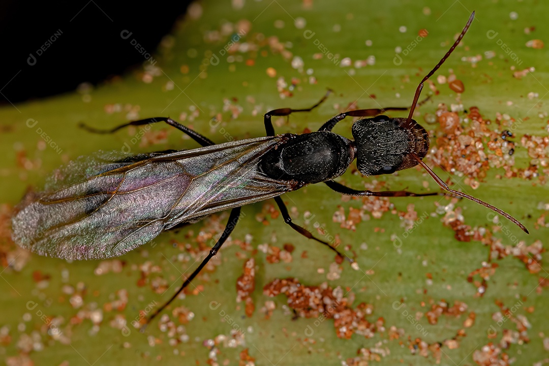 Formiga Rainha Carpinteira Fêmea adulta do gênero Camponotus