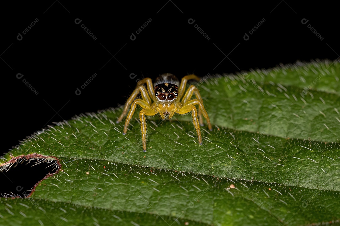 Pequena Aranha Saltadora do Gênero Frigga