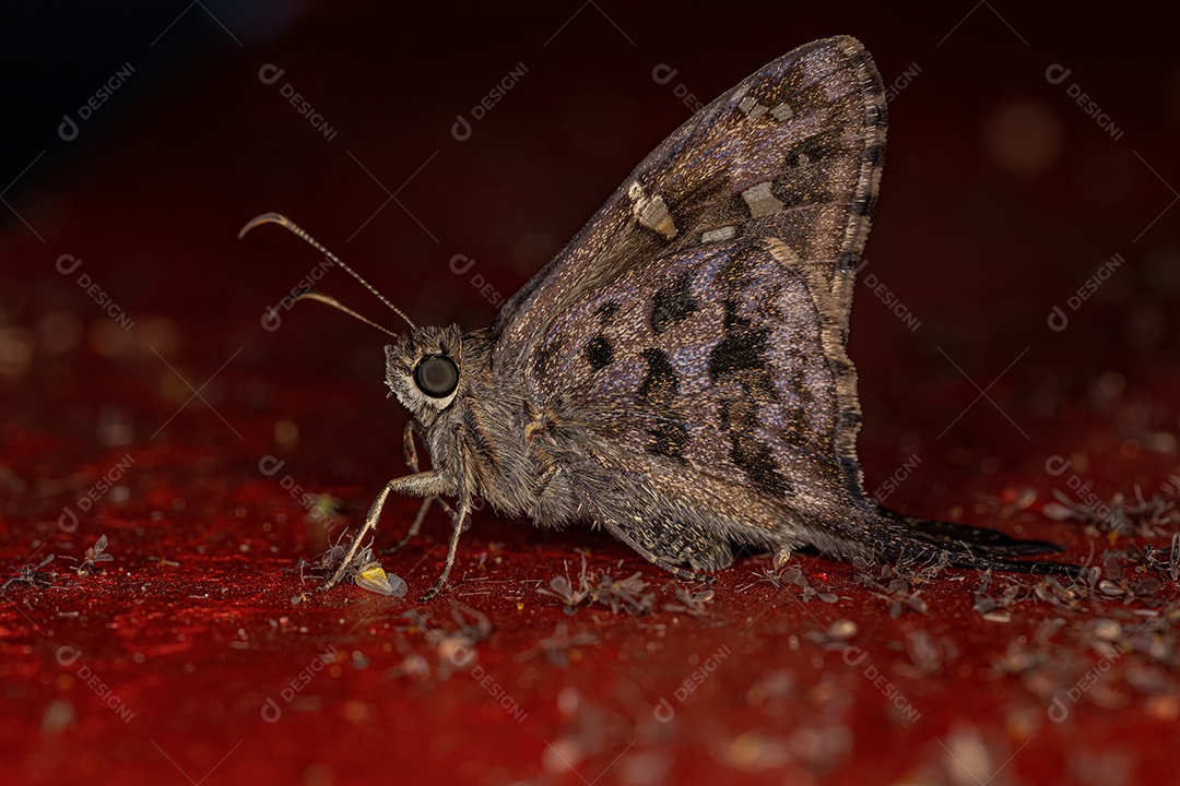 Borboleta Dorantes Longtail adulta da espécie Thorybes dorantes