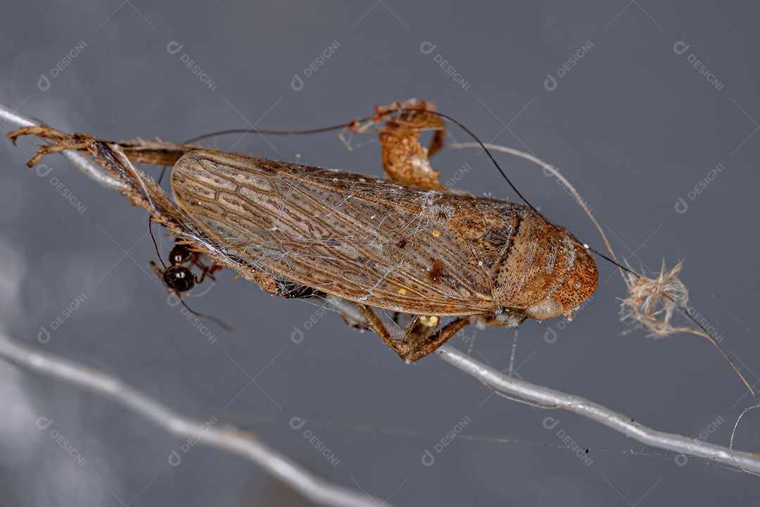 Cigarrinha Típica Morta da Tribo Gyponini