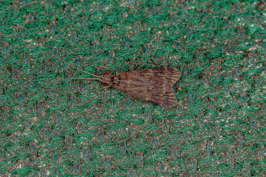 Caddisfly fiador de rede adulto do gênero Smicridea