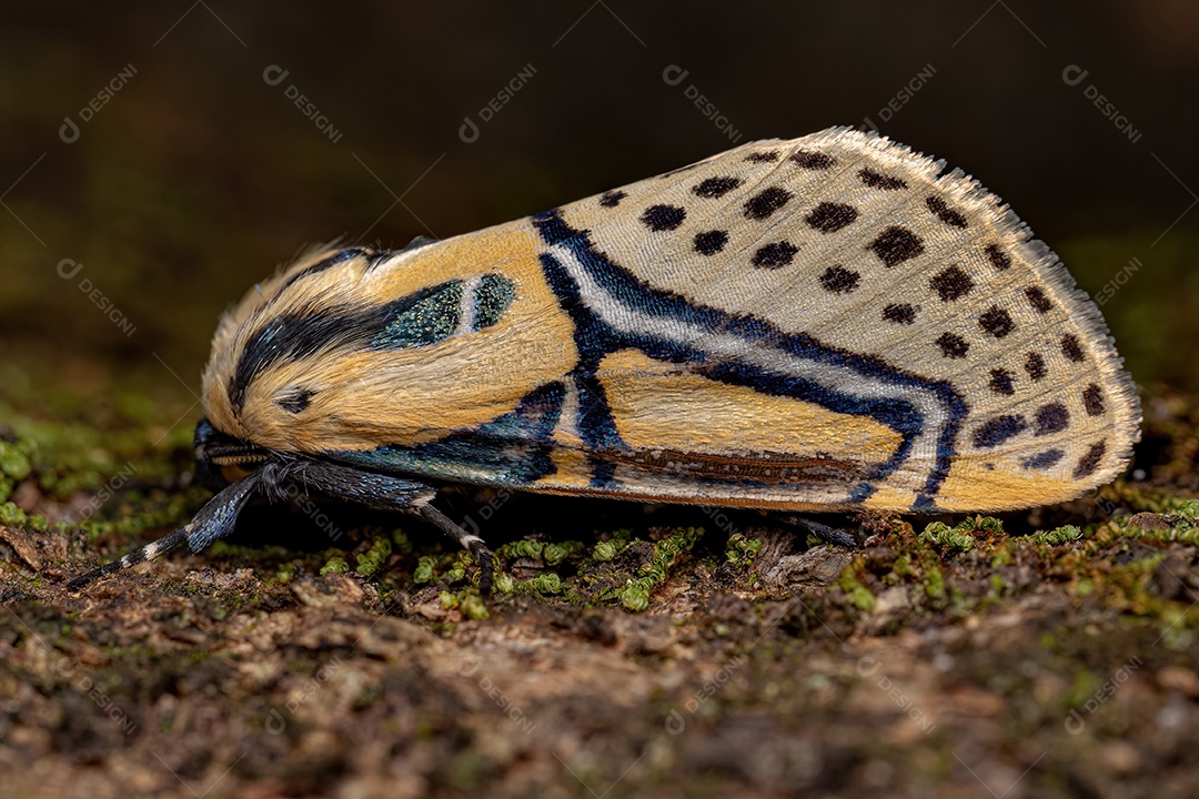 Mariposa hieroglífica adulta da espécie Diphthera festiva