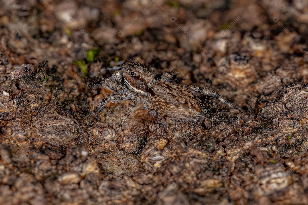 Pequena aranha saltadora de parede cinzenta macho da espécie Menemerus bivittatus