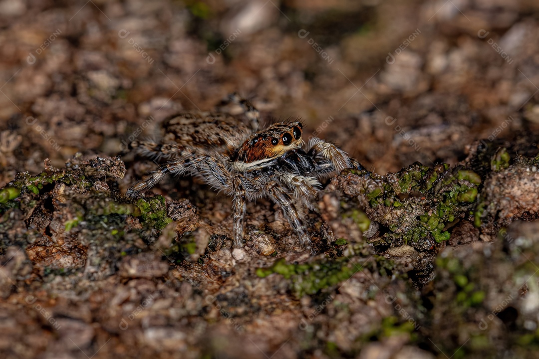 Pequena aranha saltadora preta da subfamília salticinae